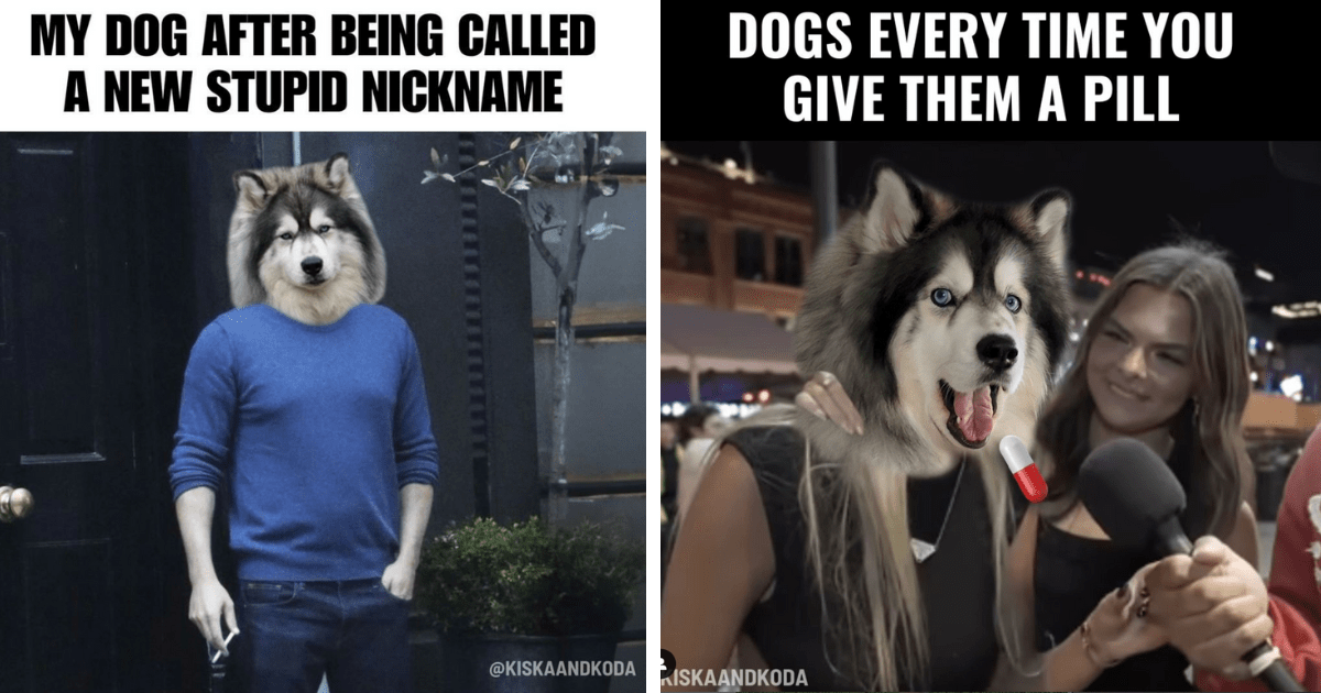 Hilarious Hairy Husky Memes Perfect For Pawrents Of Dramatic Doggos Who