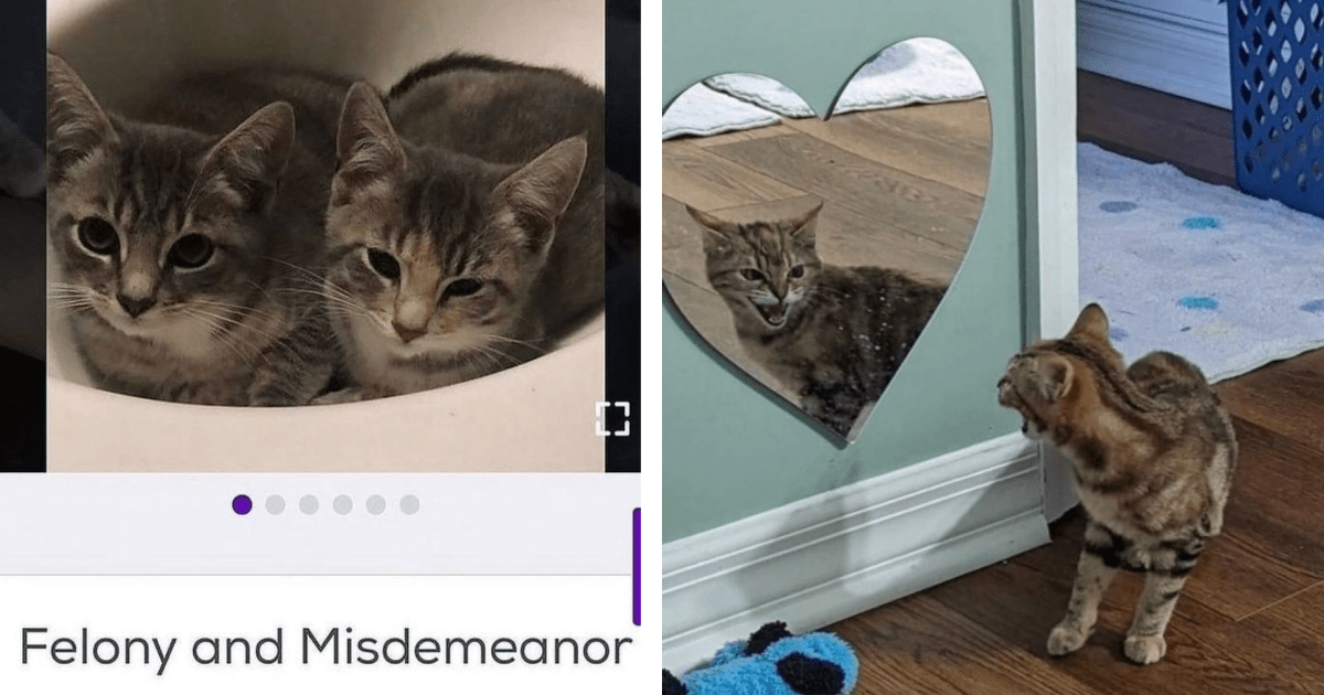 21 Hissterical Cat Posts From Pawrents Who Unwittingly Adopted Tiny 