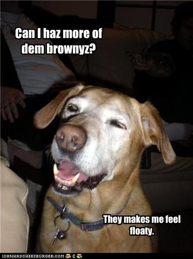 I Has A Hotdog - drugs - Funny Dog Pictures | Dog Memes | Puppy