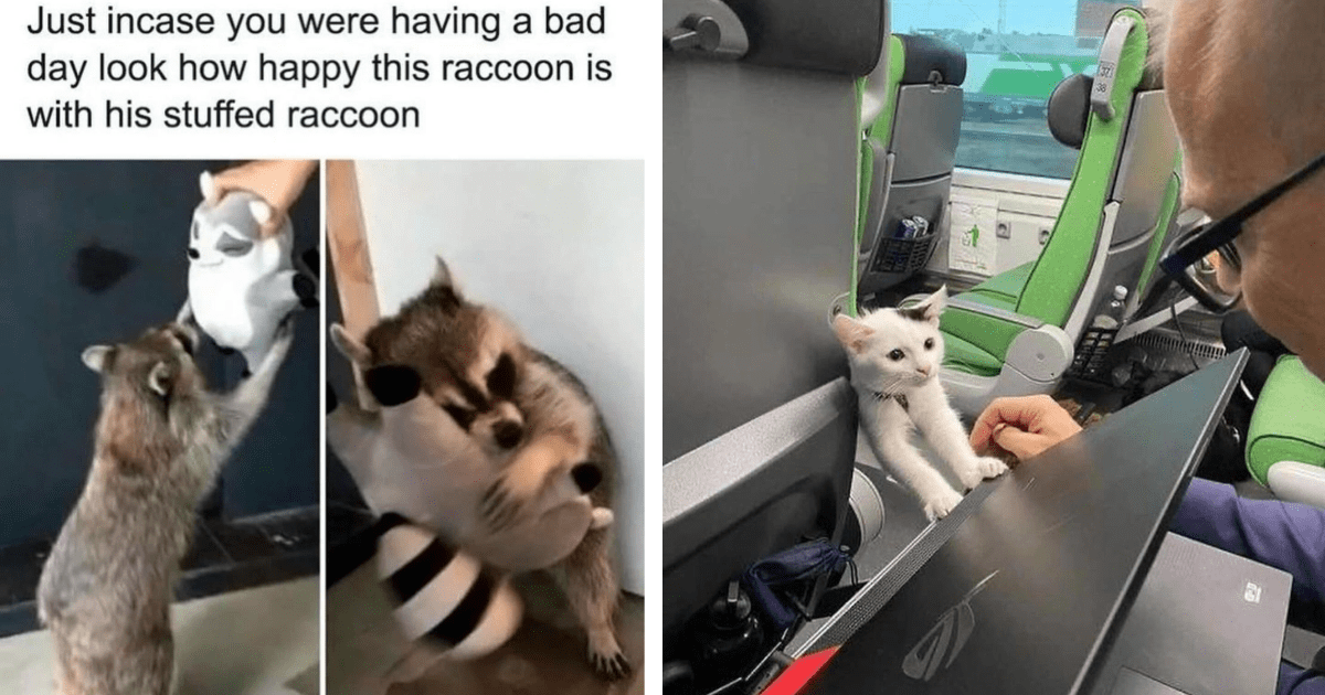 22 Wholesome Fursday Animal Posts To Comfort You In Your Cubicle ...