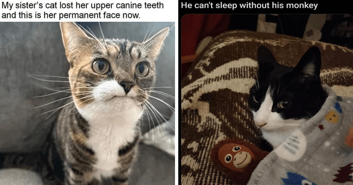 A Sweet Spoonful Of Wholesome Cat Memes To Add To Your Sunday Meowrning ...