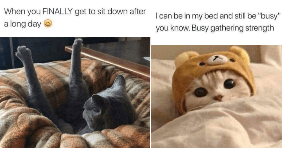 37 Introverted Cat Memes for Homebody Hoomans and Their Feline ...