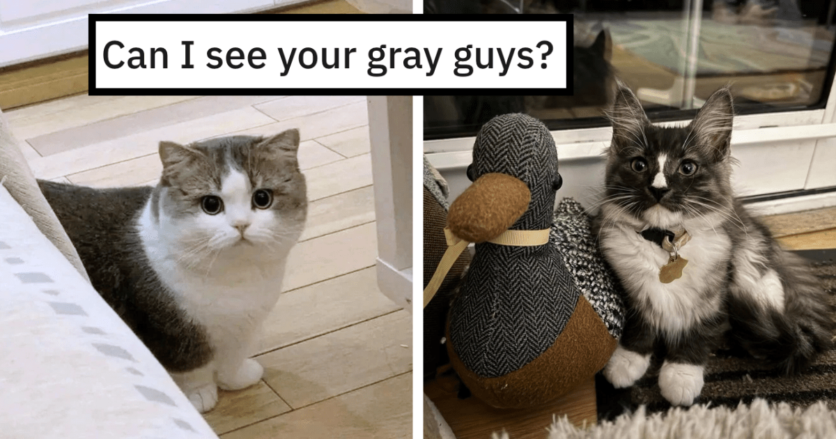 26 Fat Cats and Chonky Kittens Proving That Even the Color Grey Can ...