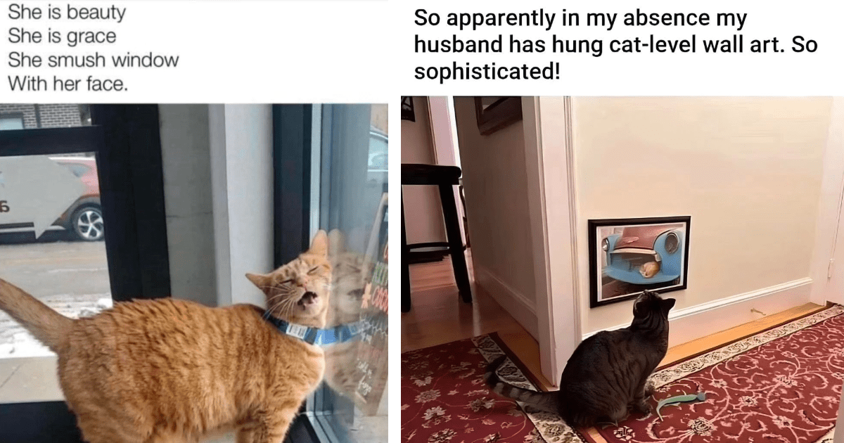 22 Wholesome Feline Posts For Indoor Cats Hiding From The Summer Sun ...