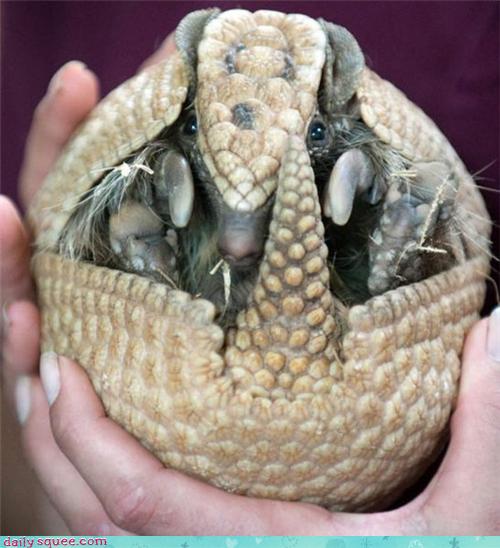 Daily Squee - armadillo - Cute Animals in the Cutest Pictures Ever and ...