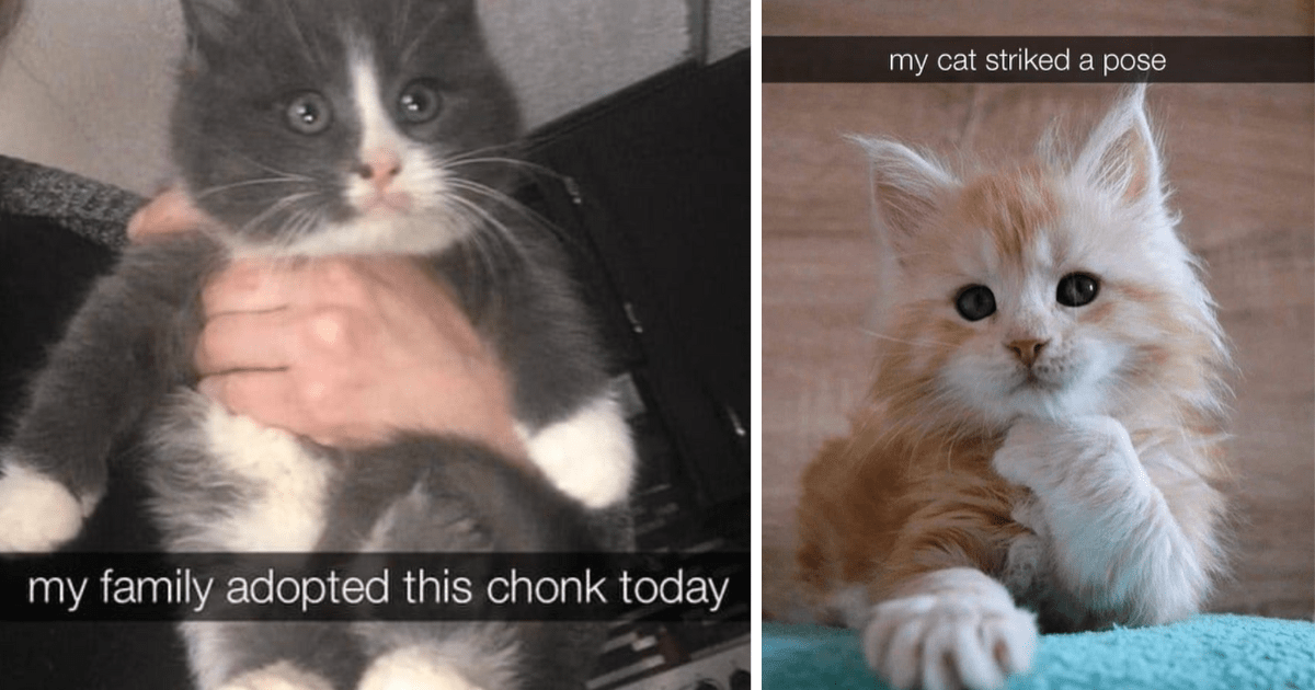 32 Wholesome Cat Snaps for a Happy Caturday - I Can Has Cheezburger?