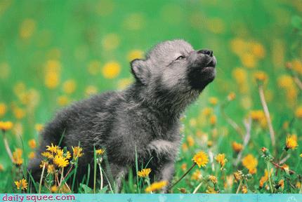 Tiny Howl - Daily Squee - Cute Animals - Cute Baby Animals - Cute ...