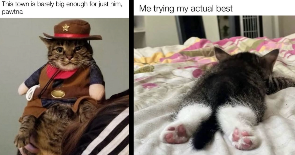 A Sassy Snafu of 28 Relatable Cat Memes to Perk Your Whiskers Up This Week (July 24, 2024)