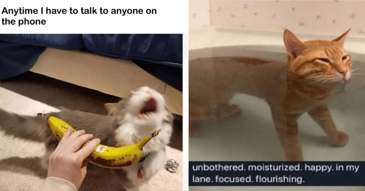 30 Silly Saturday Cat Memes to Fill Your Feline Shaped Hole in Your ...