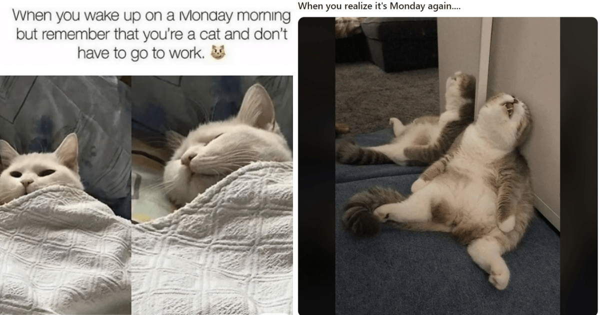 20 Cat Memes to Make Your Monday Morning Struggles More Manageable - I ...