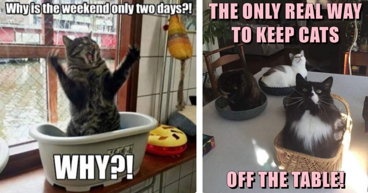 23 Funny Cat Child Posts Full of Marvelous Meows to Micromanage Your ...