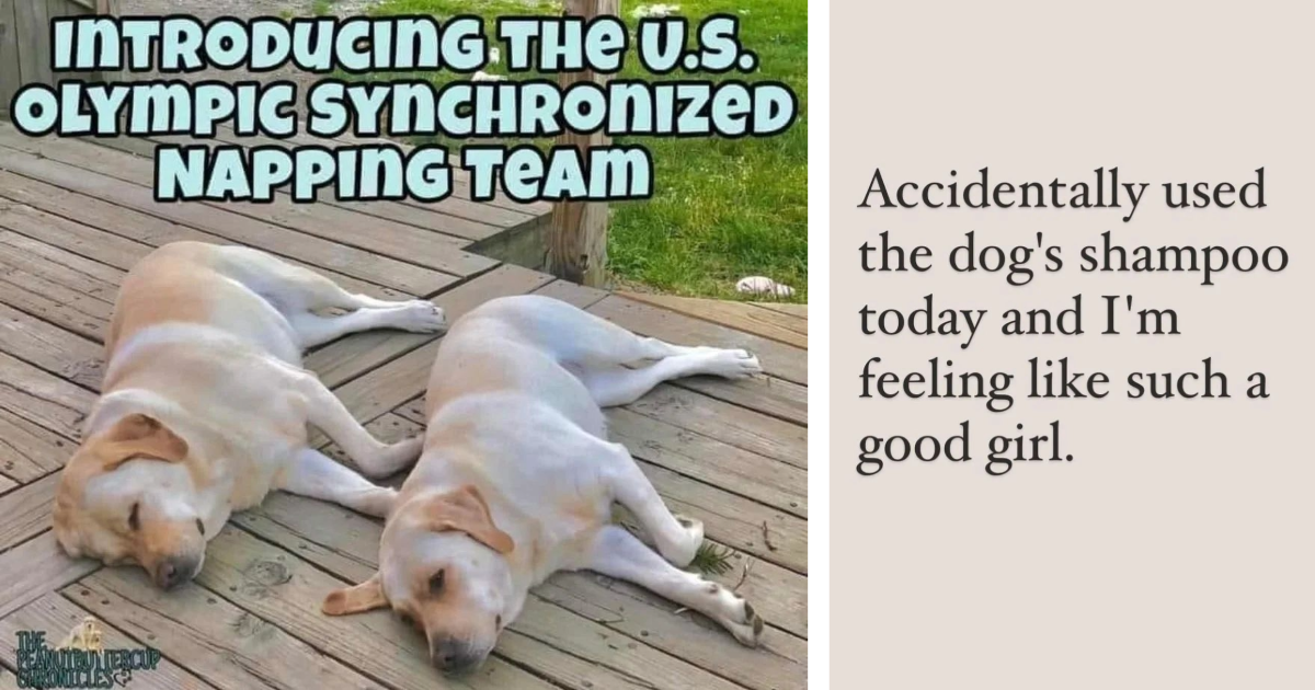 24 Wholesome Dog Memes and Quotes for Preoccupied Pupper Pawrents Who'd ...