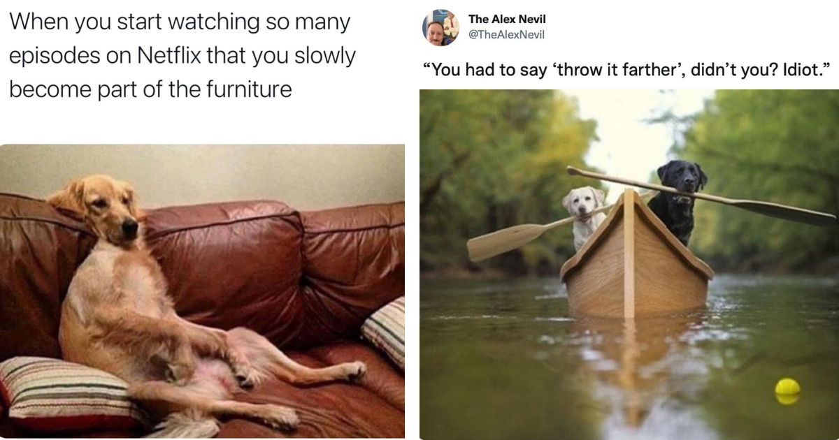 Wholesome Pack of Dog Memes to Help You Through the Big Sad - Animal ...