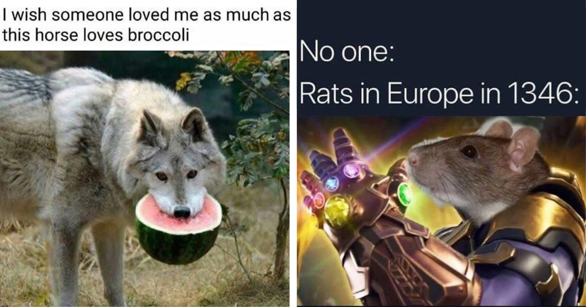 World Wild Web: 24 Wild Animal Memes Making You Want to Howl in ...