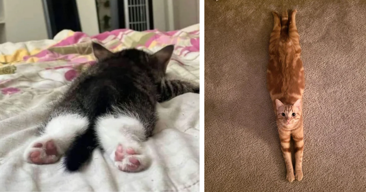 24 Super Sploots Showcasing Sweetly Splayed Felines For a Silly Sunday ...