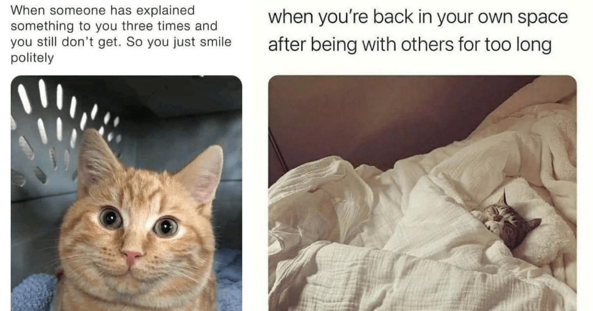 21 Sassy Hissy Sunday Cat Memes to Spare You From the Feeling of the ...