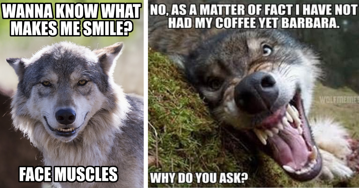wolf-memes-time-for-a-new-meme-insanely-polite-british-wolf-9gag