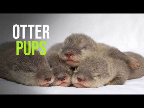 Daily Squee - Cute Animals - Cute Baby Animals - Cute Animal