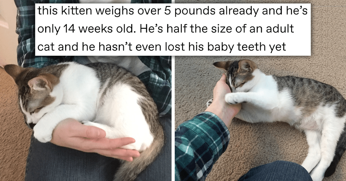 Kitten Is Born Huge and Simply Won’t Stop Growing: 'That is twice the ...