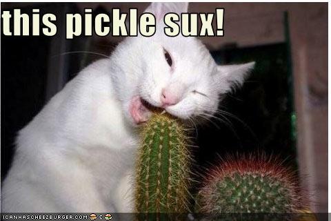 cat versus pickle