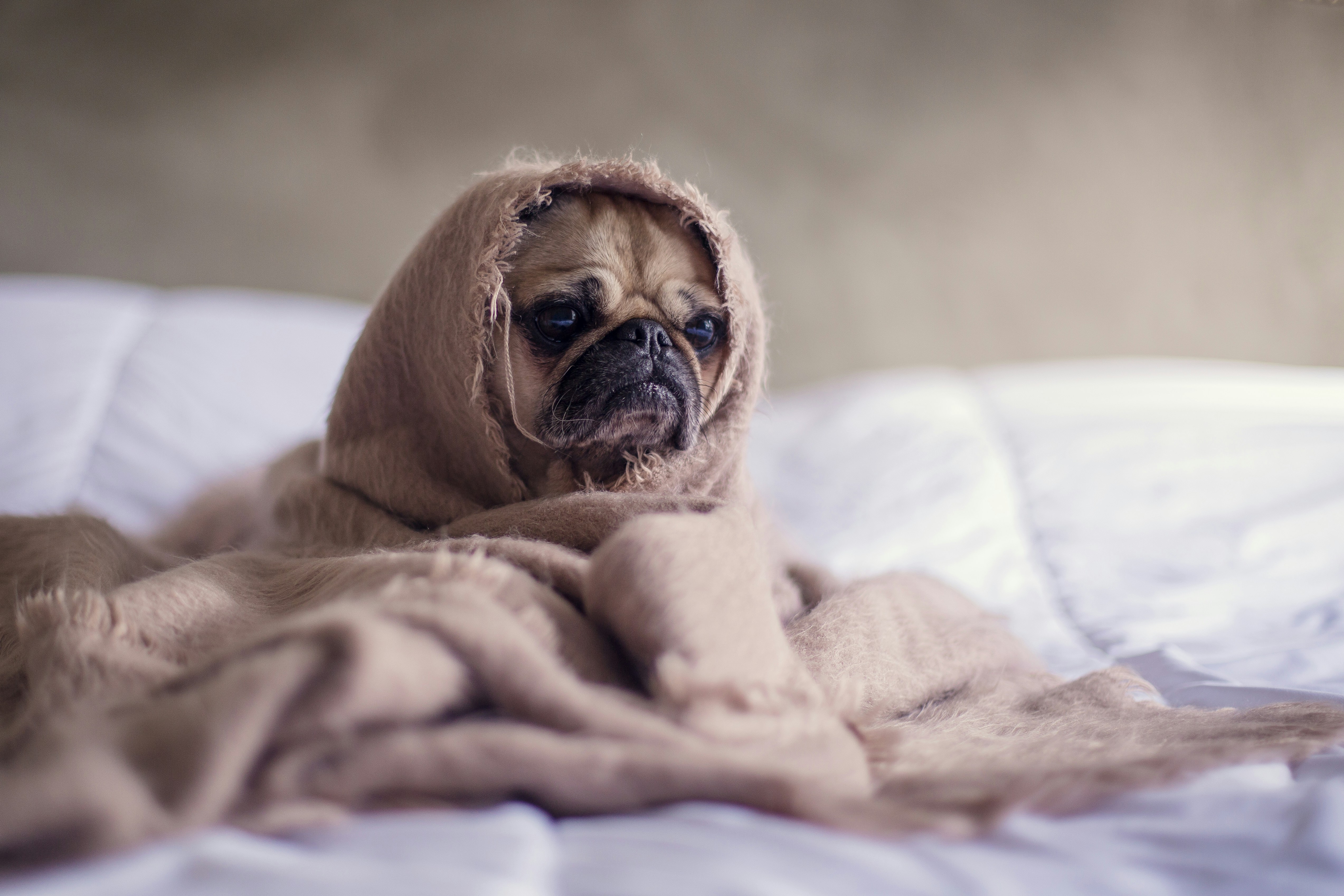 'My dog once ate a feather duster': 20+ Pets who kept their owners in stitches with their hilarious antics - FAIL Blog - Funny Fails