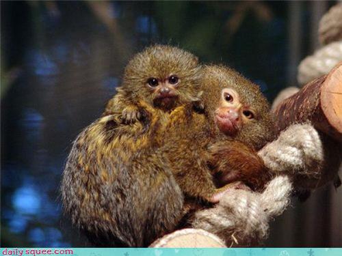 Daily Squee - Cute Animals - Cute Baby Animals - Cute Animal Pictures ...