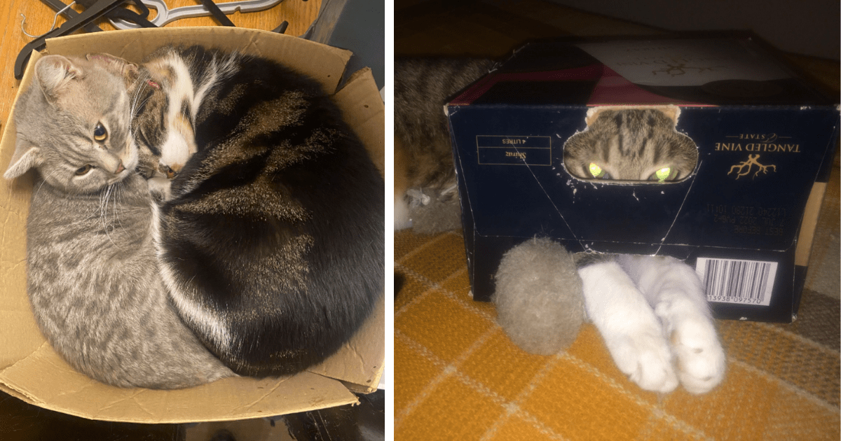 Cats and boxes best sale