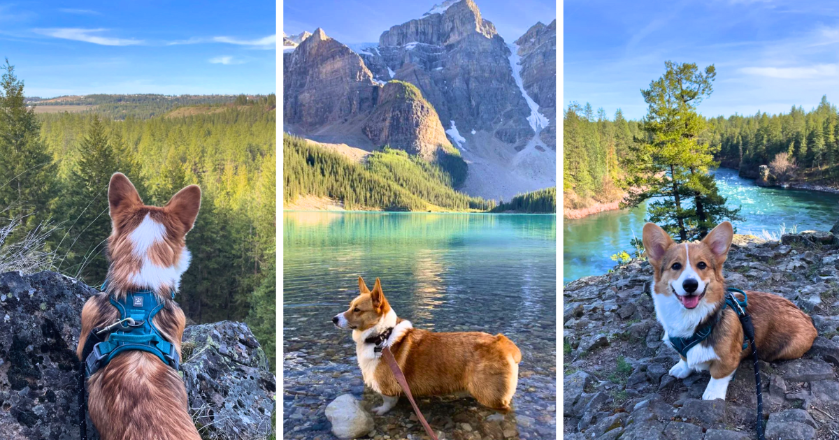 Hiking with a corgi best sale