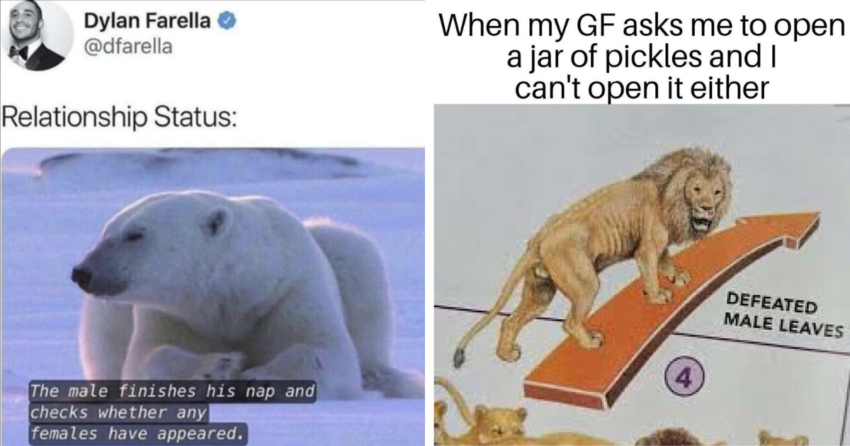 29 Funny Animal Memes For Corporate Coworkers Driving the Struggle Bus ...