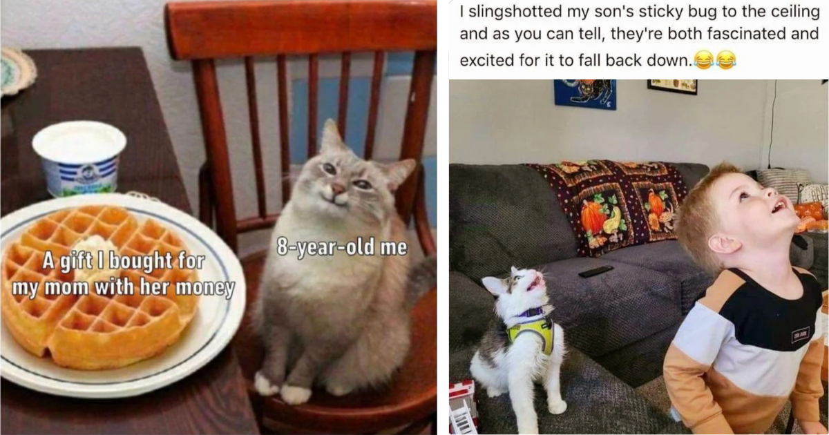 Heartwarming Bowl of Wholesome Cat Memes to Get Over the Horrible ...