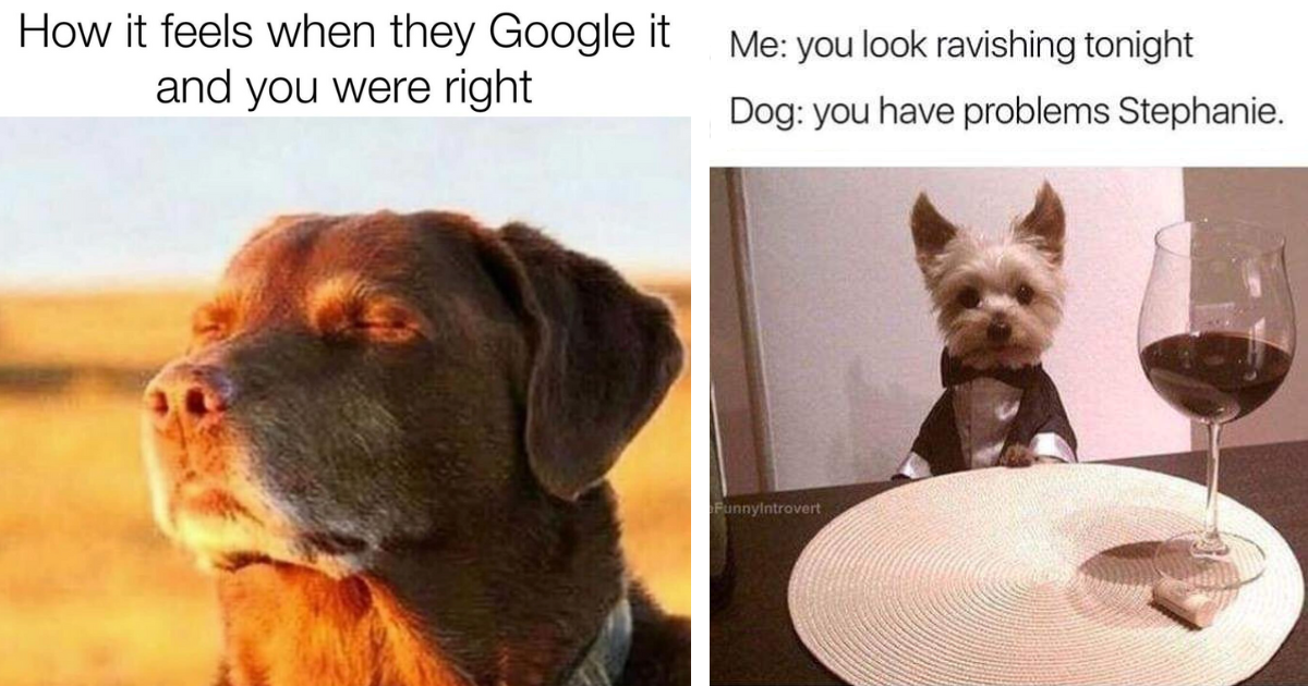 A Hilarious Doggo Dump Because We Got 99 Problems, But Dog Memes Ain't ...