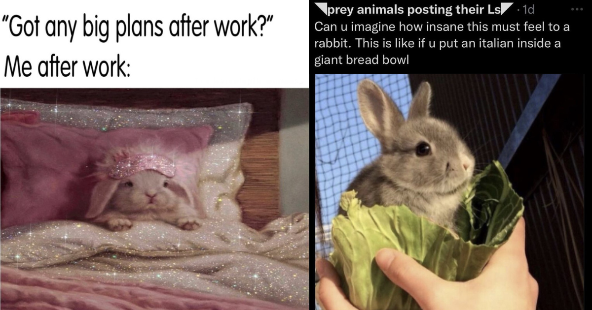 30 Relatable Rabbit Memes to Retreat From Reality and Hip-Hop Onto a ...