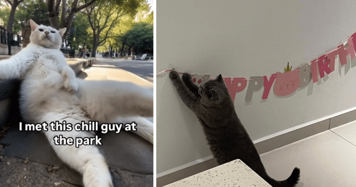 Cats acting funny hotsell