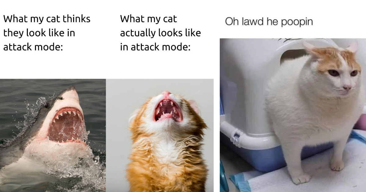 22 Curious Cat Memes to Keep You Concentrated on Anything But Your Work ...