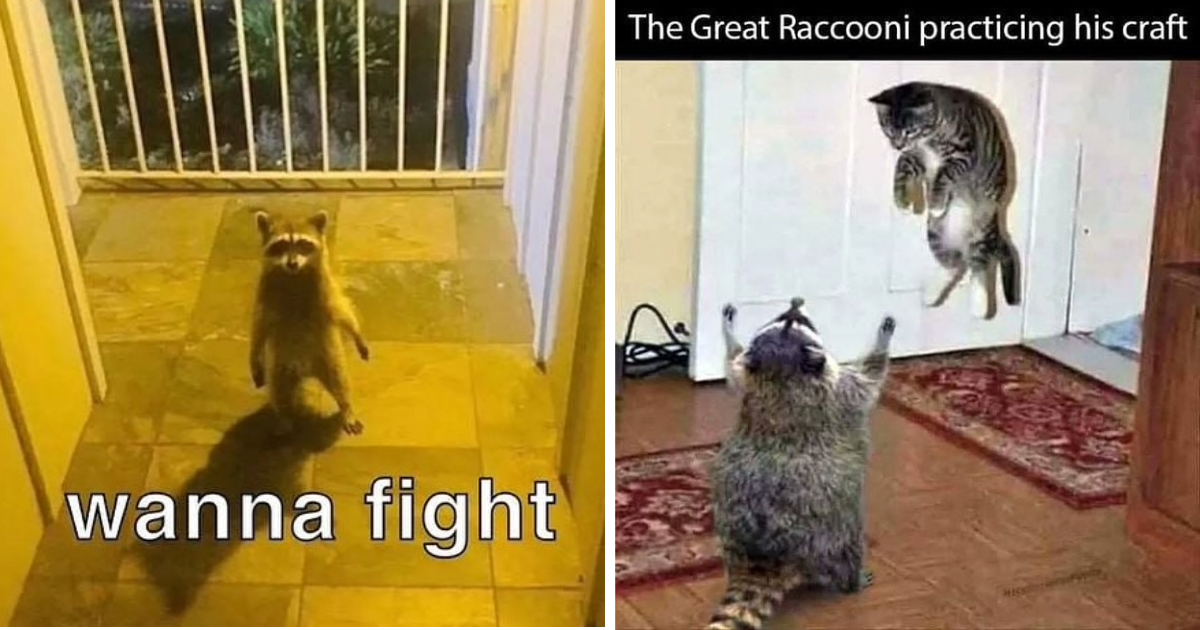 23 Rotten Raccoon Posts for Humans Who Are Furious About Going to Work
