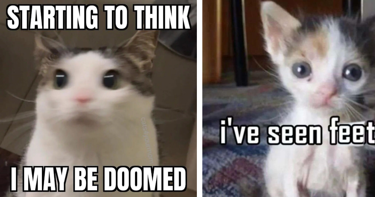 22 Cataclysmic Cat Memes for Crazy Cat People Partying This Caturday ...
