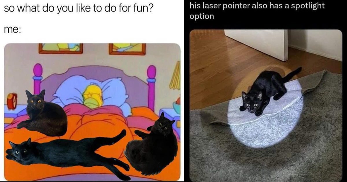 25 Purrfectly Funny Feline Memes for All the Grumpy Cat Owners Who