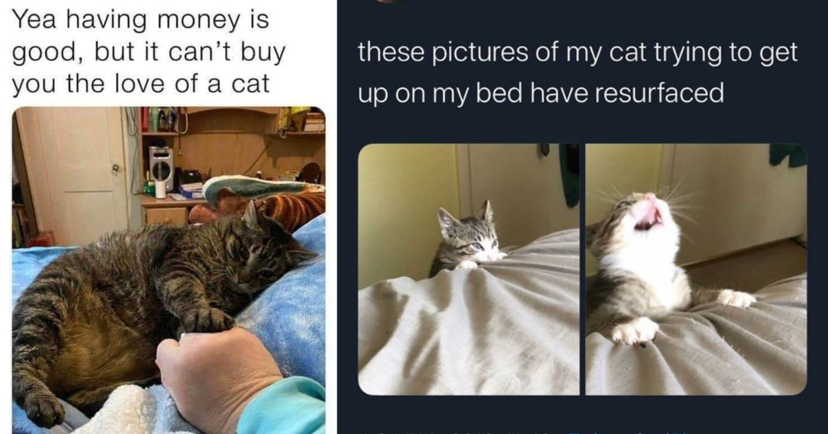 22 Wholesome Cute Caturday Cat Memes Preciously Purring to Put Wholesomeness All Over Your