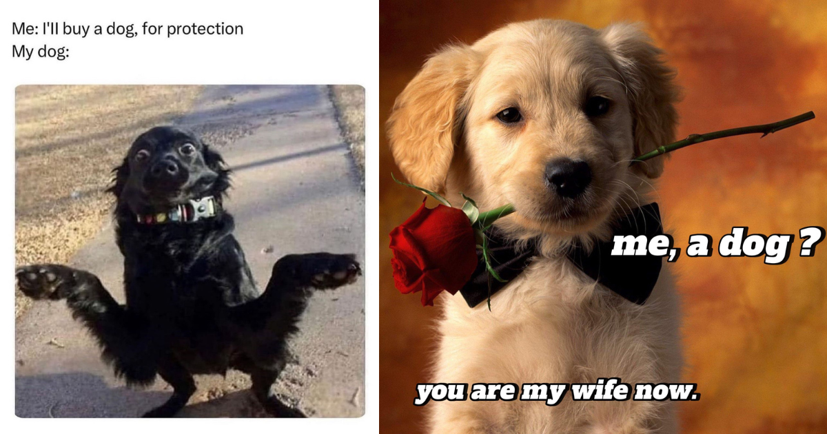 21 Doofus Dog Memes Frivolously Fetching Reasons to Boisterously Bork