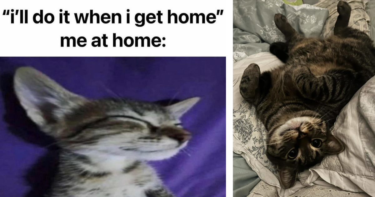 24 Lazy Cat Pawsts for When You’re Deep Into Your PostLunch Energy