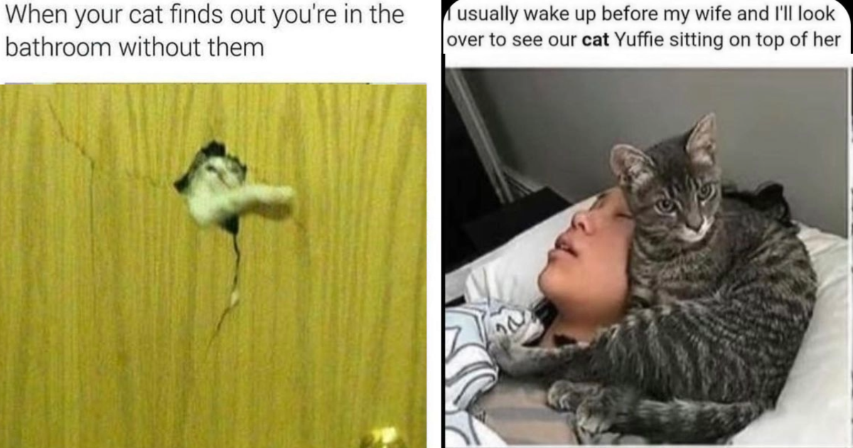 24 Clingy Cat Child Memes for Pawrents of Velcro Cats Who’re Missing