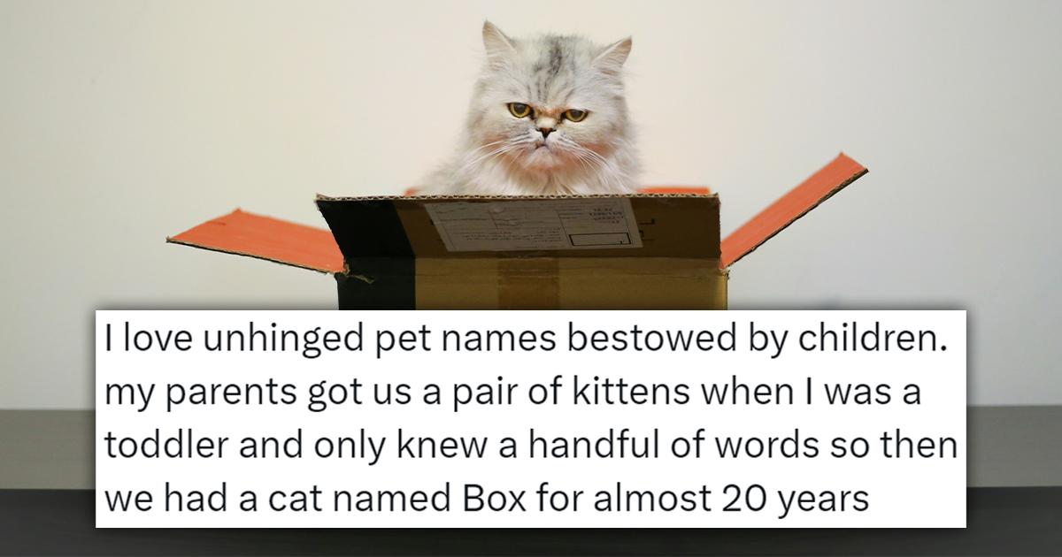 20 Most Unhinged Hilarious Names Given to Cats That Only Kids Could