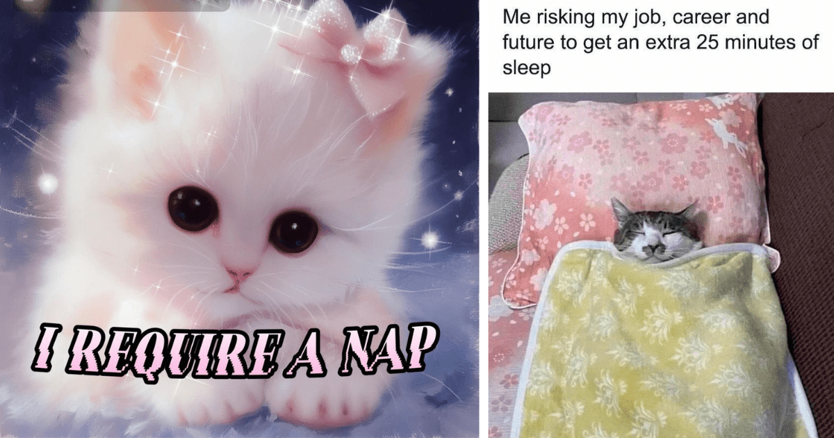 22 Groggy Cat Memes Going to Sleep With no Alarm Clock Because This is