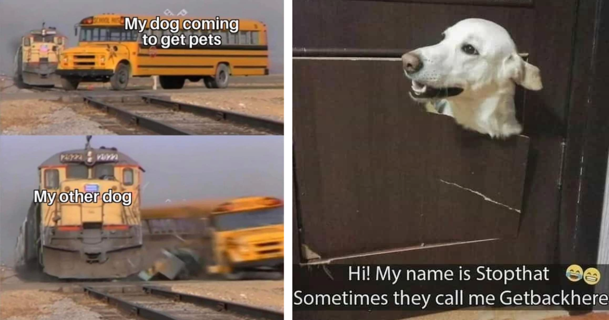 Wonderful Weekend Woofs 25 Wholesome Dog Pawsts to Fill Your Heart