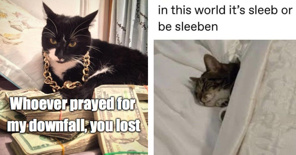 22 Crazy Cat Memes Meowing at This Midweek Madness to Bring a Blissful ...