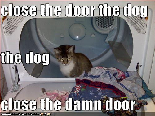 Close The Door The Dog The Dog Close The Damn Door Cheezburger