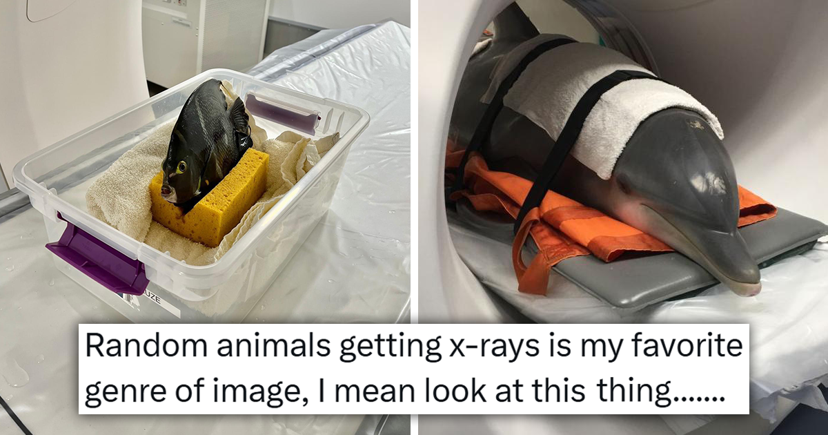 Hilarious Pics of Animals Getting X-Rays for a Much-Needed Mood Boost ...