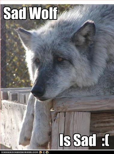 Free Dating Sites >> Sad Wolf - Cheezburger - Funny Memes | Funny Pictures Free Dating Sites >> Sad Wolf - Cheezburger - Funny Memes | Funny Pictures