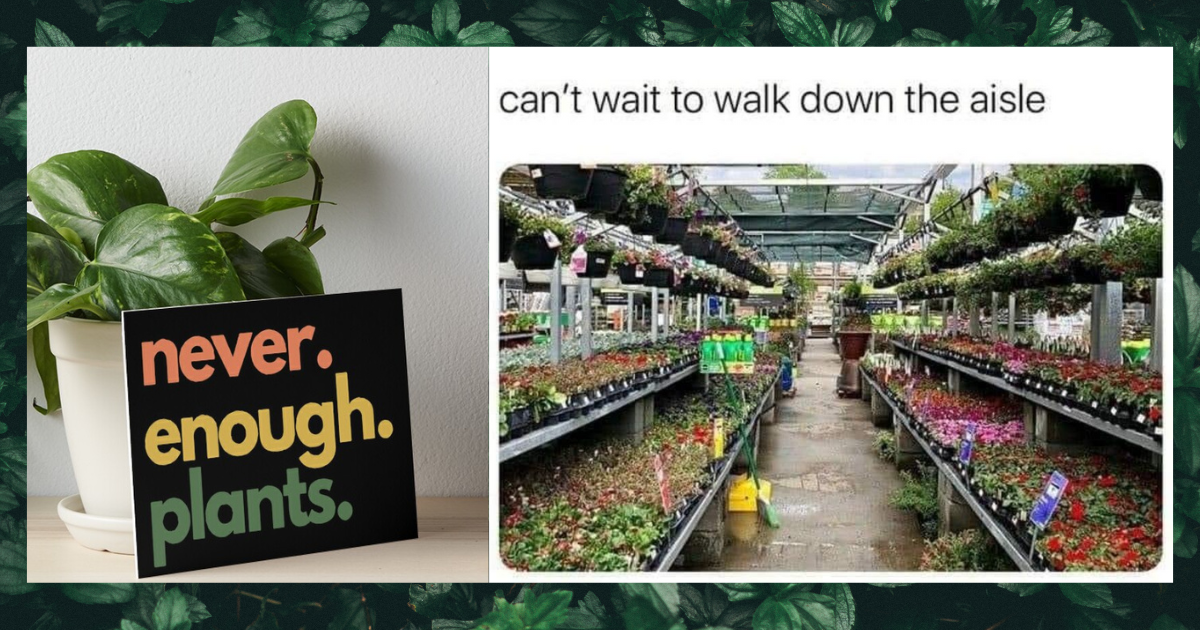 20 Plant Memes for Women Who Are Embracing Their 'Crazy Plant Lady' Era ...