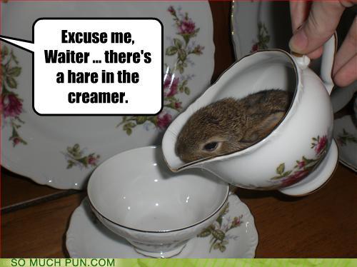 Puns bunny Funny Puns Pun Pictures Cheezburger Puns bunny Funny Puns Pun Pictures Cheezburger